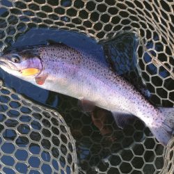 大安トラウトレイク釣果